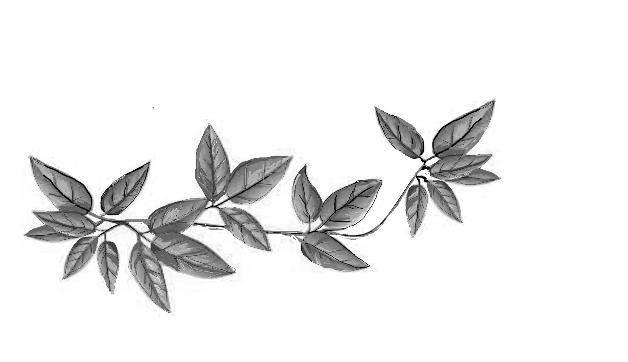 52974074_2339362879429862_2614783408429072384_n